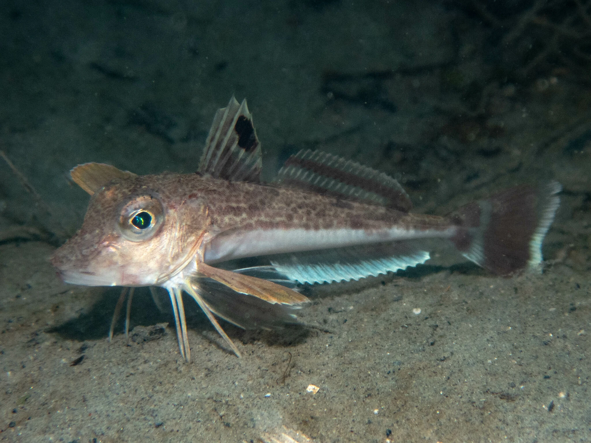 Gurnard ( Grey )