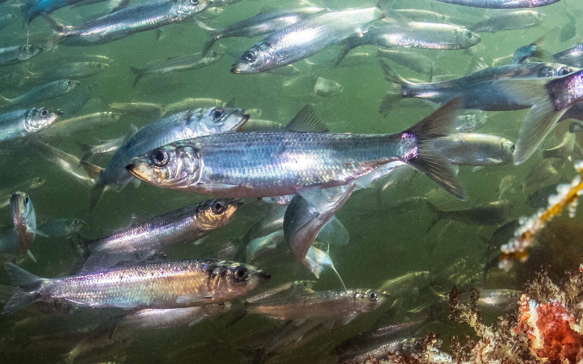 Herring