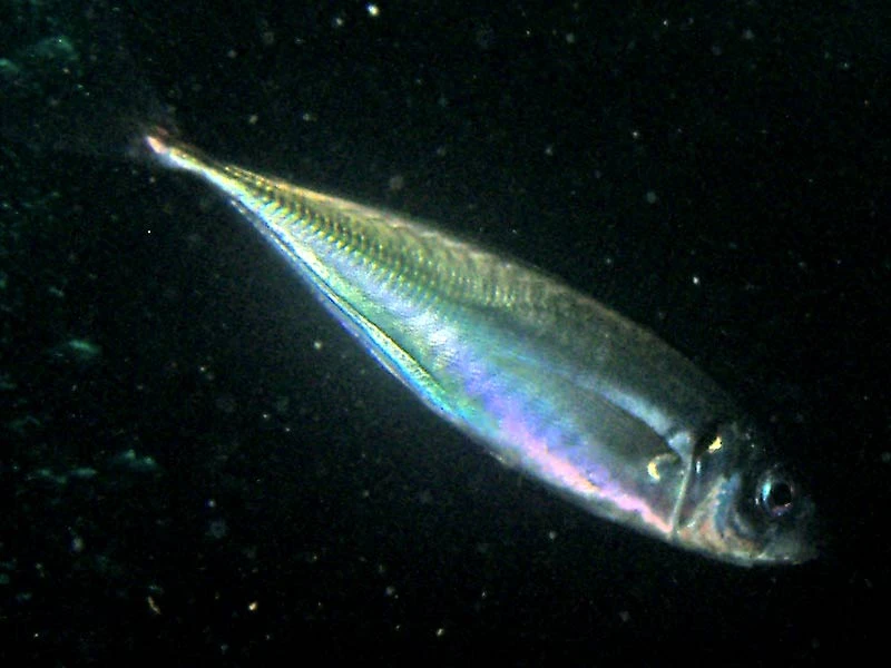 Horse Mackerel (Scad)