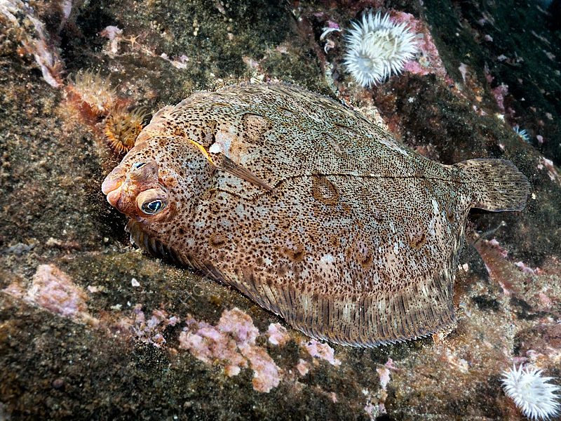 Lemon Sole