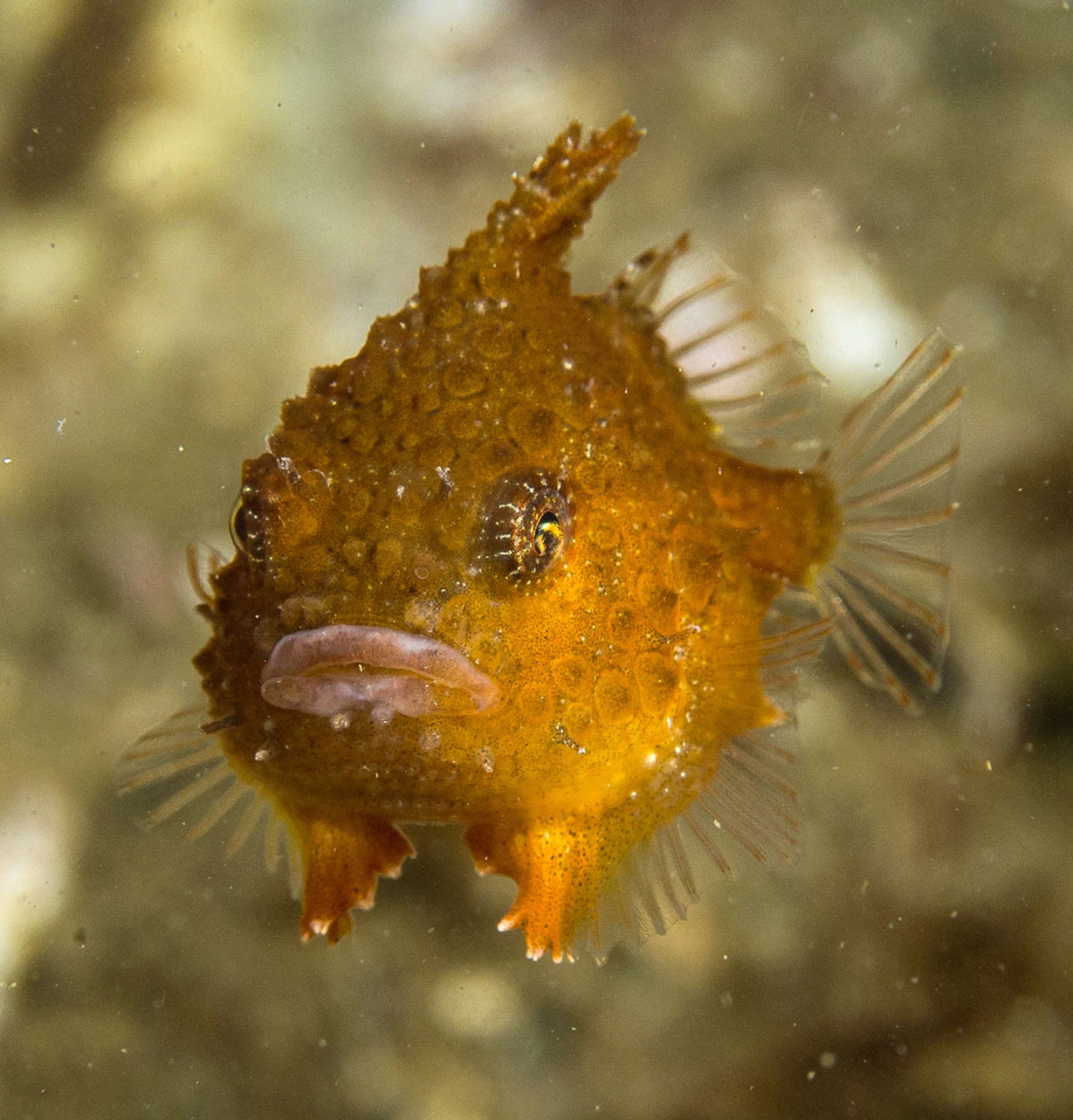 Lumpsucker