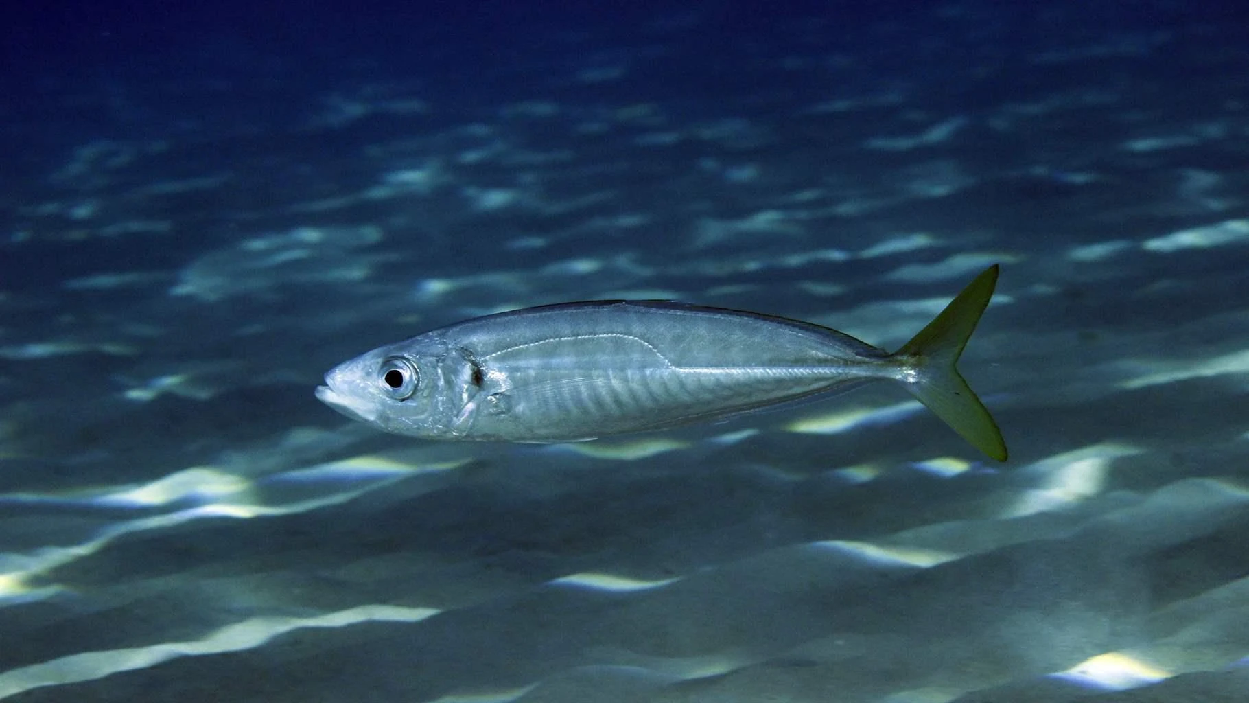 Mackerel