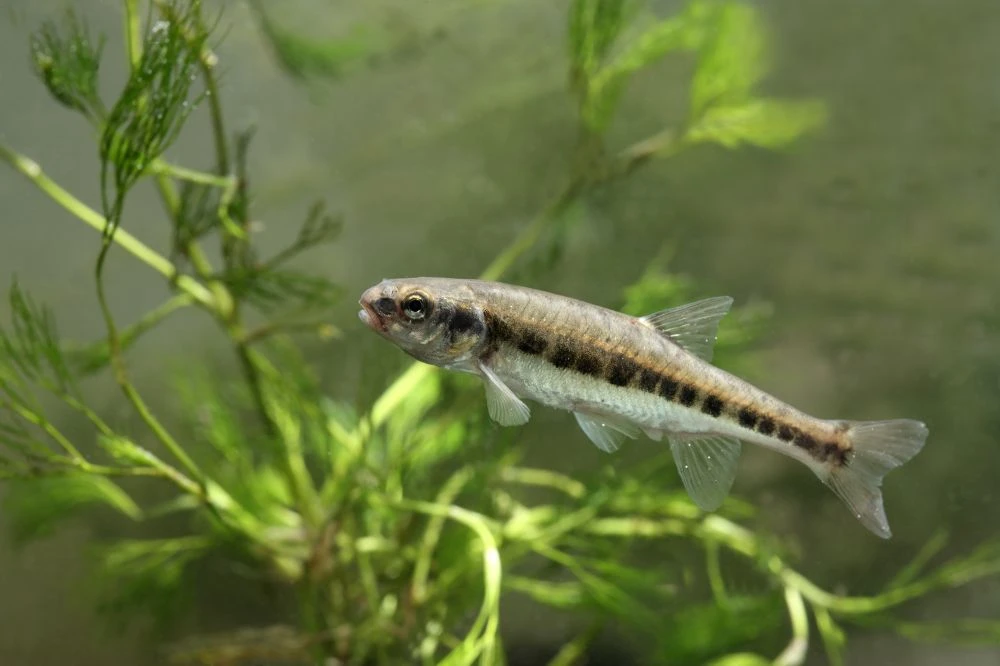 Minnow