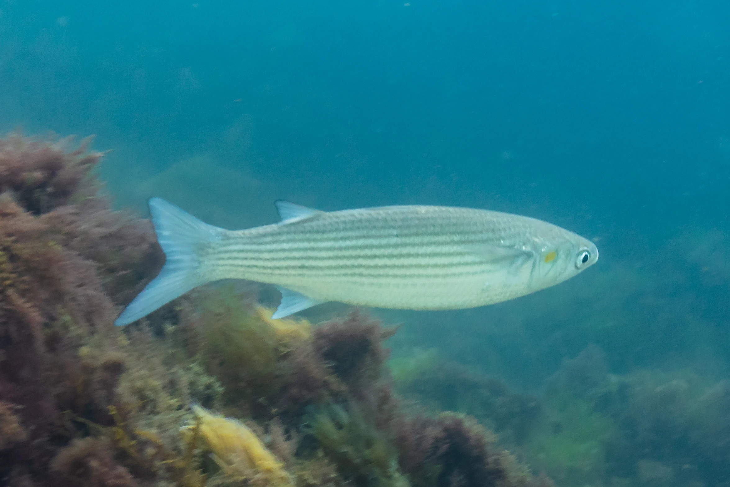 Mullet (Golden Grey)