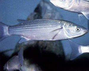 Mullet (Thin-lipped)