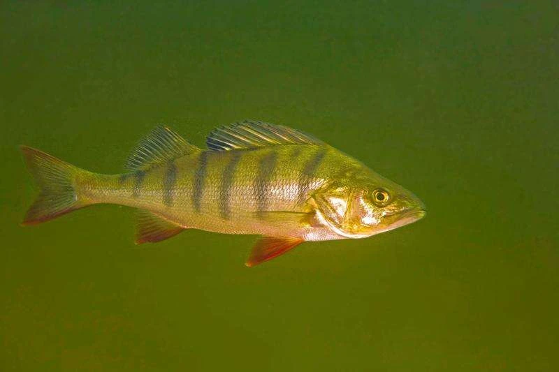 Perch