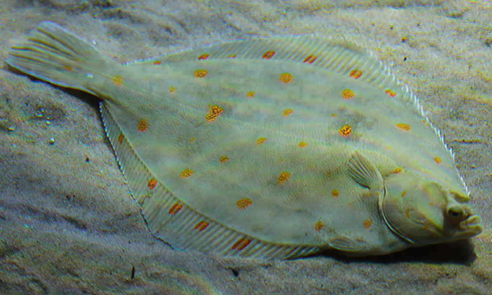 Plaice