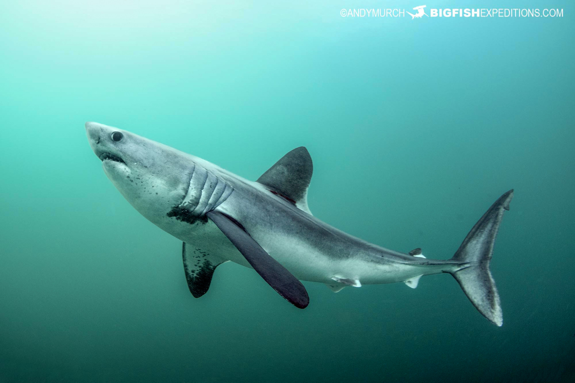 Porbeagle Shark 