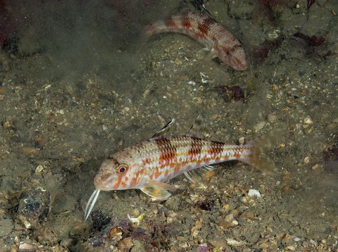 Red Mullet