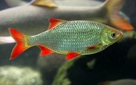 Rudd ( Golden )